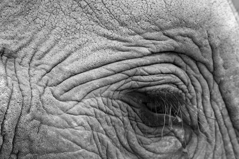 Elephant, Addo N.P. - © Natalie Brunner-Patthey