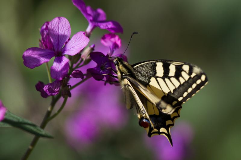 Machaon (Papilio machaon); Drôme provençale - © Evelyne Pellaton
