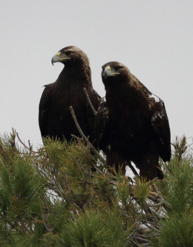 Couple d'Aigles ibériques en Sierra Morena - © Evelyne Pellaton