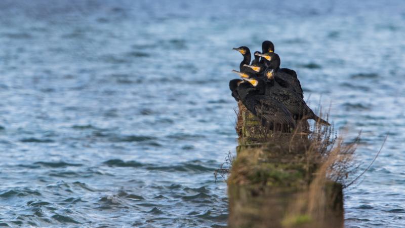 bande de cormorand - © Gabriel Pochon