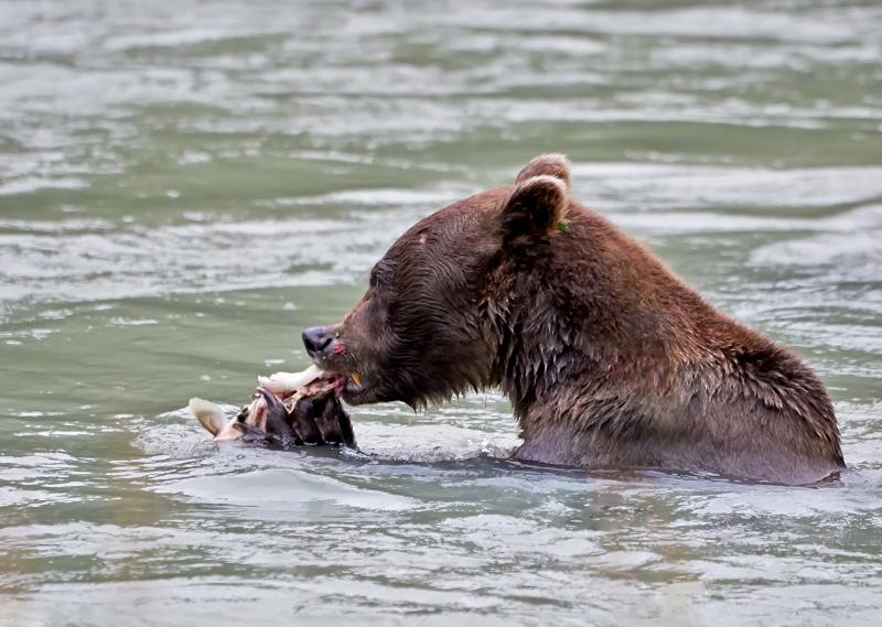 Coastal brown bear, Ours brun côtier, Chilkoot river, Haines , Alaska - © Patrick Arrigo