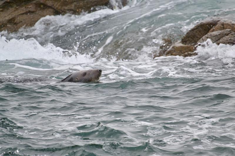 Un phoque gris dans les vagues bretonnes - © Patrick Arrigo