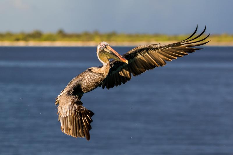 Brown pelican - © Thomas Nierle