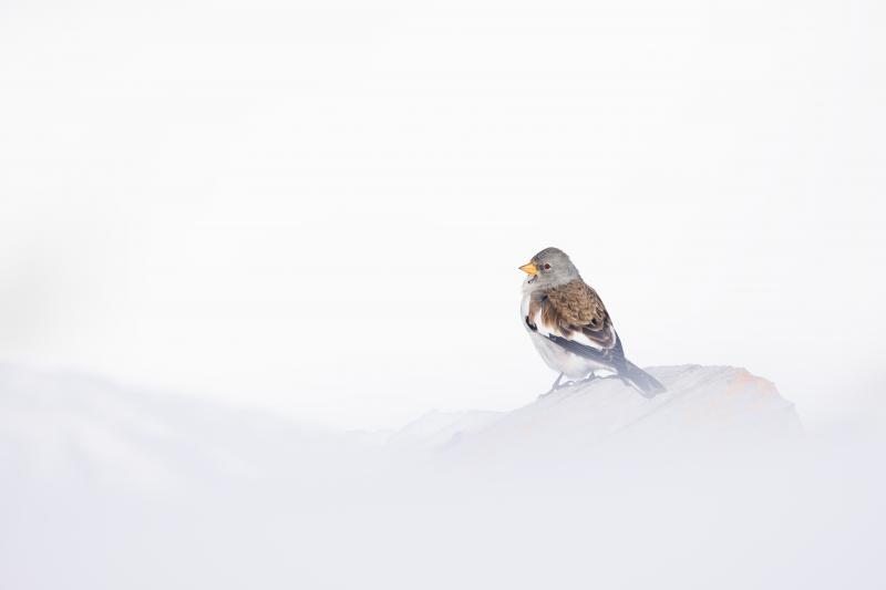 Niverolle Alpine - Passeridae - © Jacques Bibinet