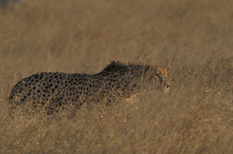 guépard en chasse - © Alain Saunier