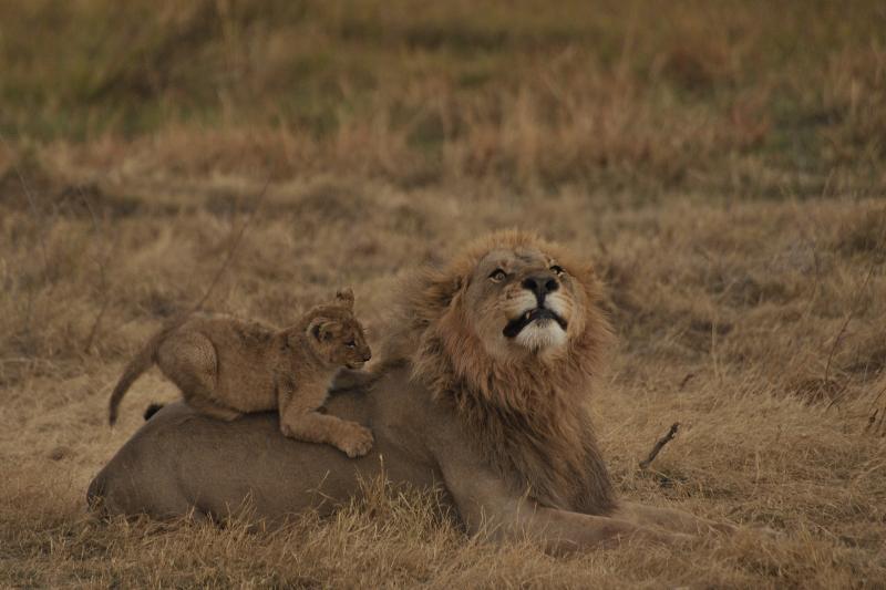 lionceau jouant avec le mâle - © Alain Saunier